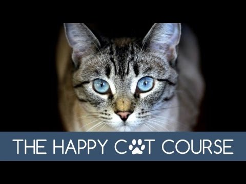 Cat Course Lesson 5 – The Litter Box