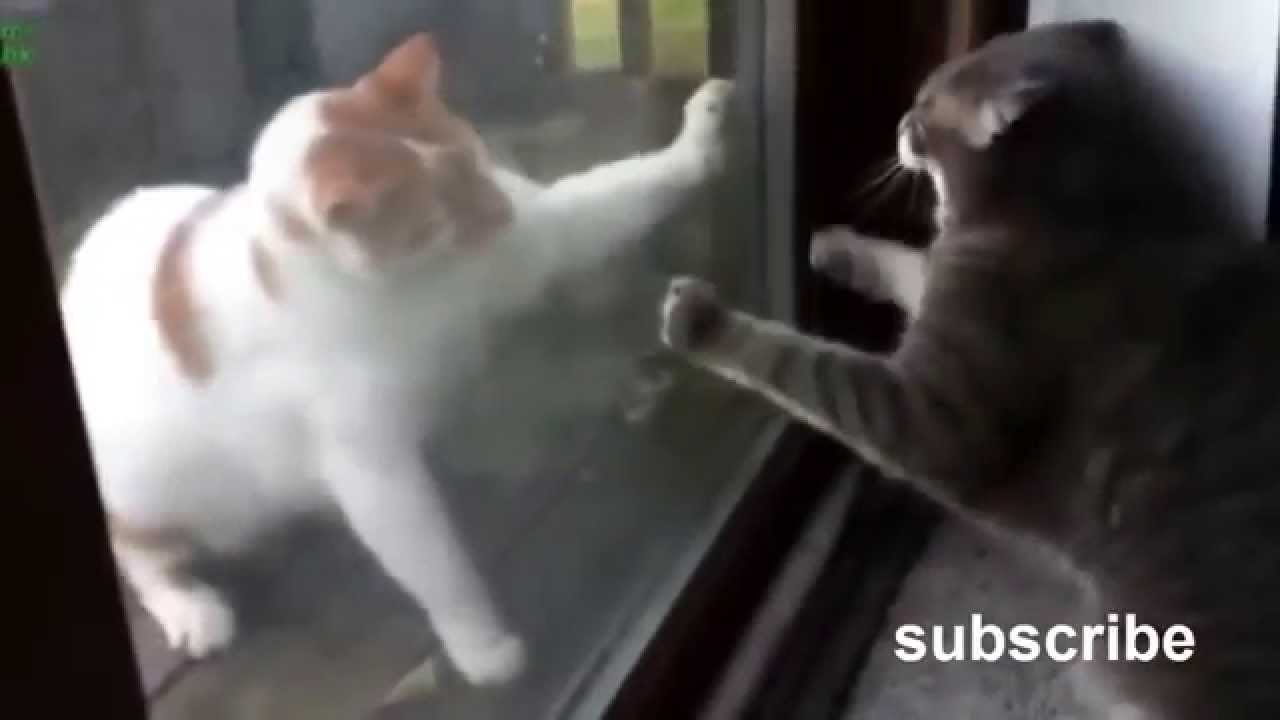 Cats meowing Kittens battles cats from behind the glass compilaction 2014