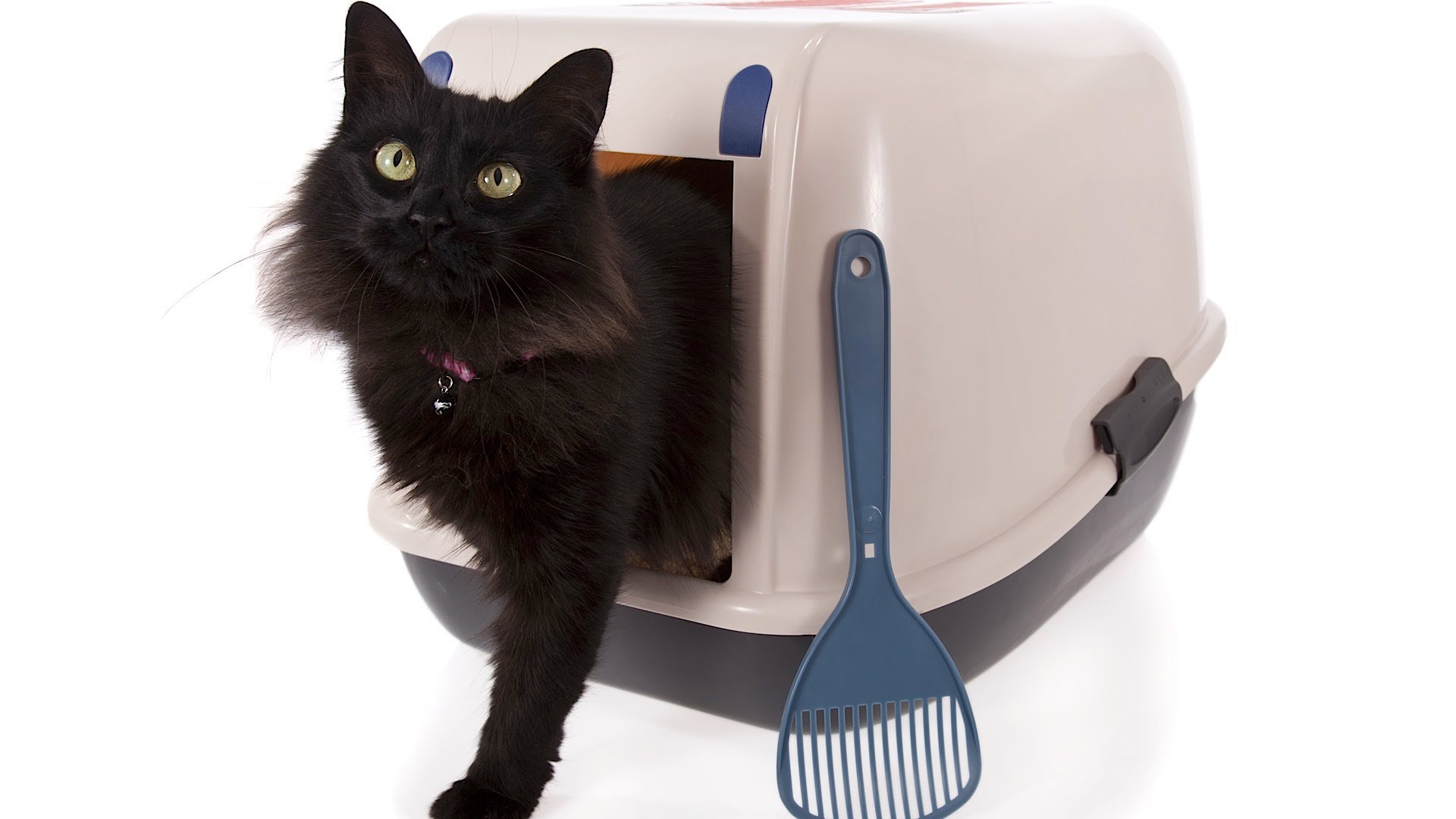 How to Litter Box Train Your Cat | Cat Care